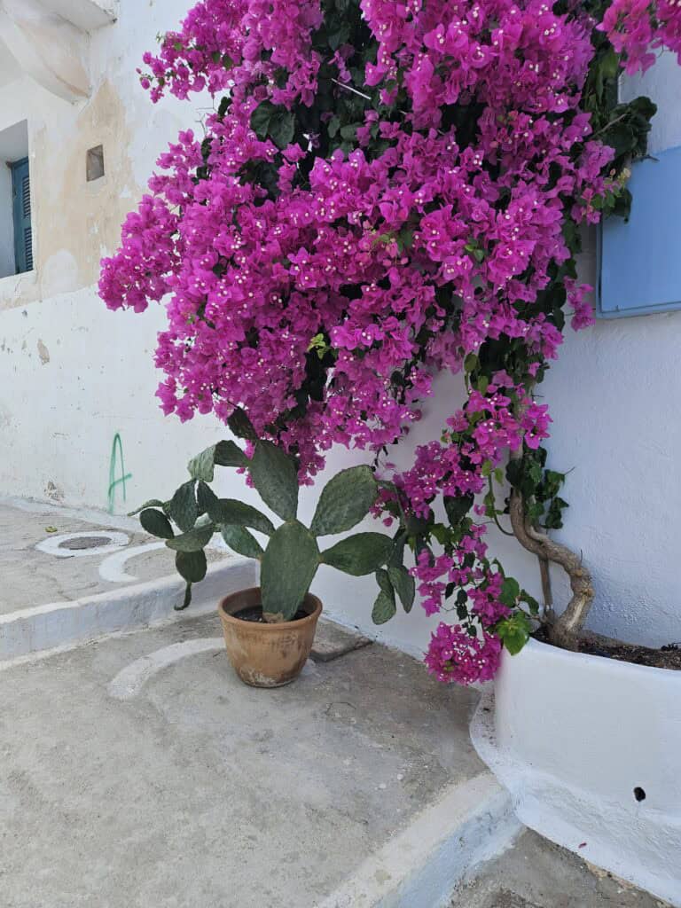 Violette Pflanze für Psychotherapeutin Eva Pöttschachers Erwachsenen-Angebote